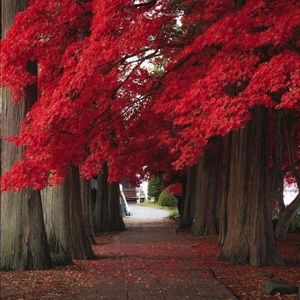 Meet your Posher, Benzion